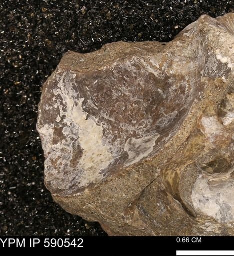 Ostreacea