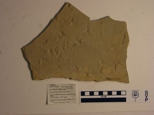 Neornithes