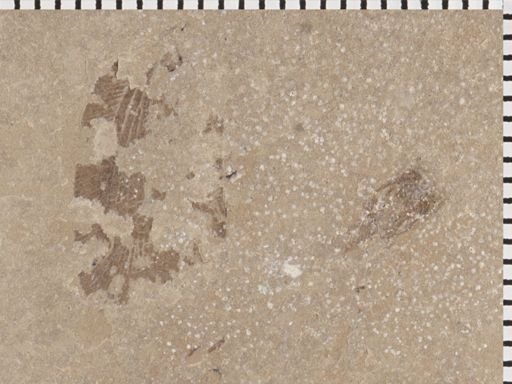 undet. Auchenorrhyncha