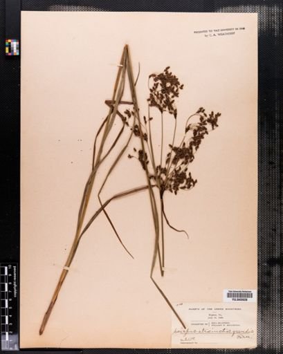 Scirpus atrocinctus