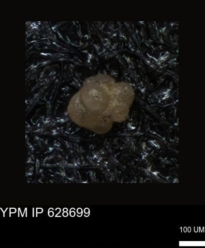 undet. Foraminiferida