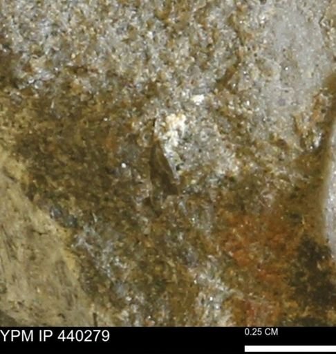 undet. Bivalvia