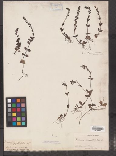 Veronica serpyllifolia
