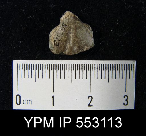 Schizophoria sp.