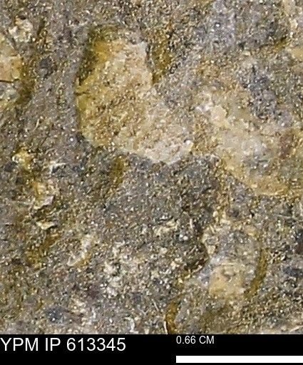 Scaphites sp.