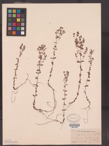 Hypericum boreale