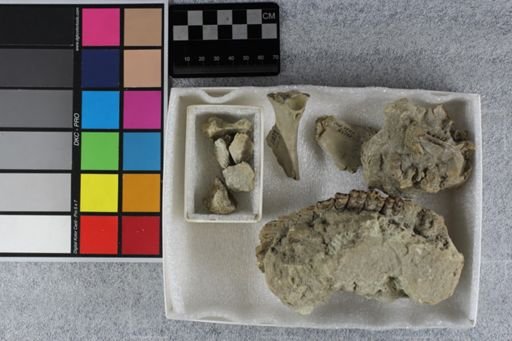 Protoceras celer