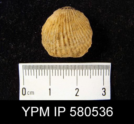 undet. Brachiopoda