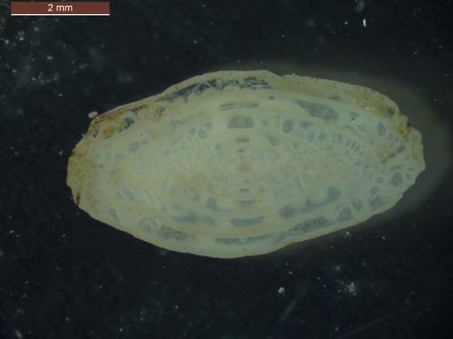 Triticites cullomensis