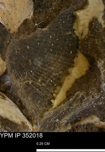 undet. Bivalvia