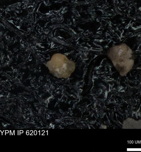 undet. Foraminiferida