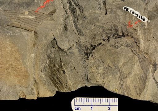 Calamites sp.