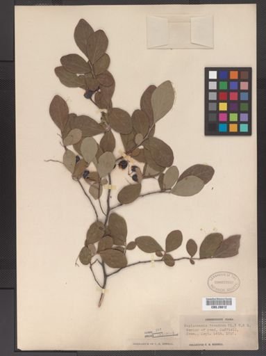 Gaylussacia frondosa
