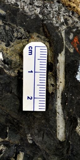 Lepidostrobus sp.