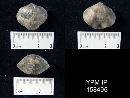 Camarotoechia glacialis