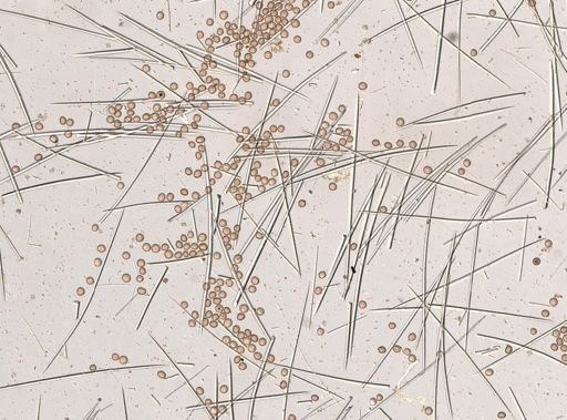 Geodia sp.
