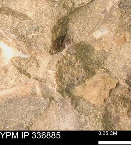undet. Mollusca