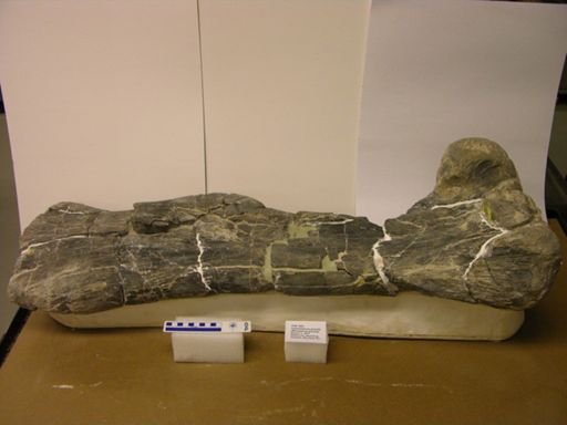 Morosaurus robustus
