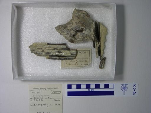 Protosphyraena