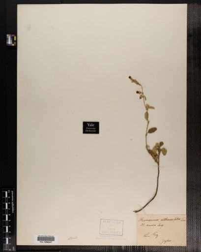 Plantae