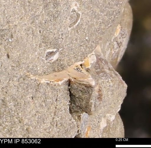 Limopsis striatopunctatus