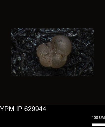 undet. Foraminiferida