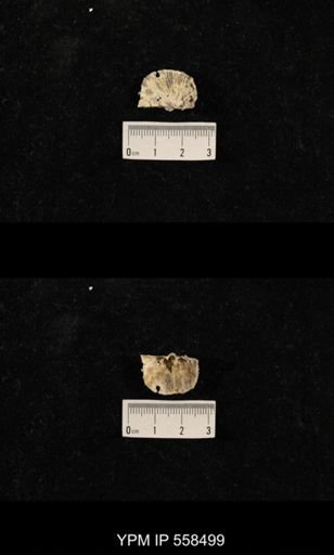 Derbyia sp.