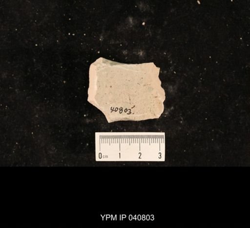 Ephemeroptera