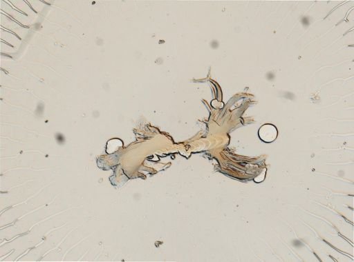 Cratena pilata