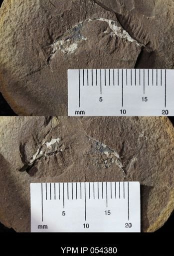 undet. Syncarida