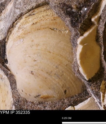 Limopsis striatopunctatus
