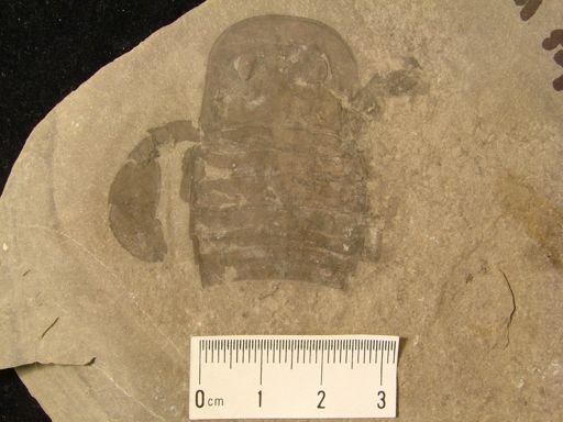 Eurypterus sp.
