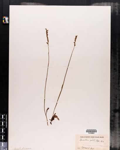 Spiranthes gracilis