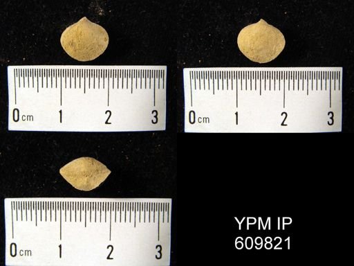 Nucleospira ventricosa