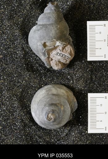 Campeloma harlowtonensis