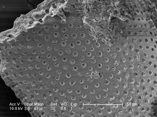 Pulleniatina obliquiloculata