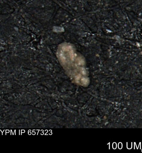 Bimonilina variana