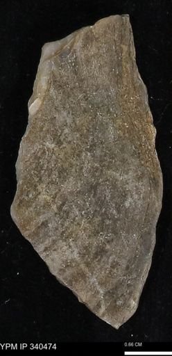 Ostrea glabra
