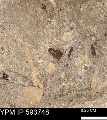 Baculites sp.