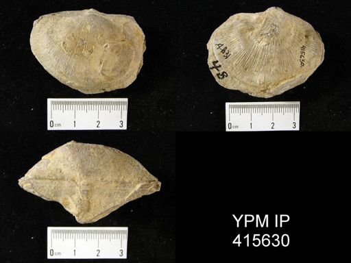 Derbyia sp.