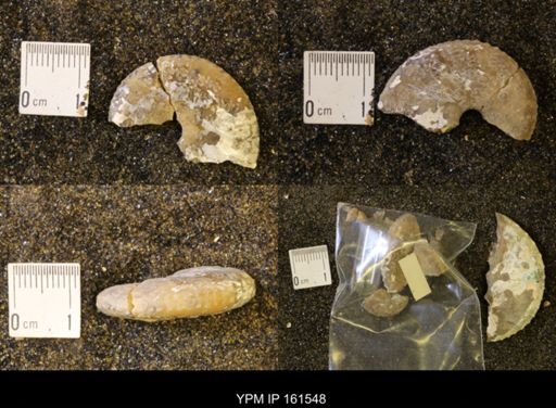 Discoscaphites conradi