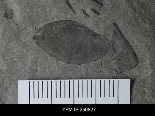 undet. Eurypterida