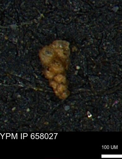 Verneuilinoides hectori