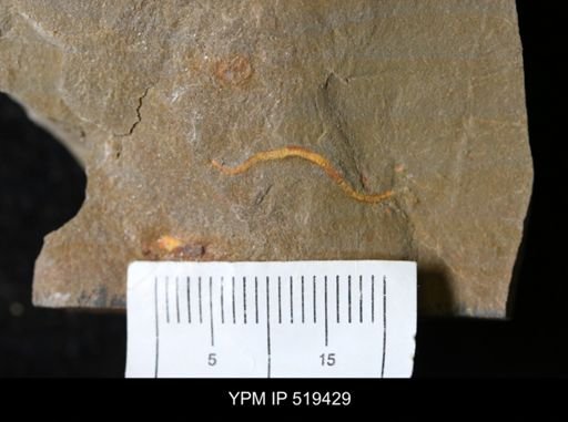 Ichnofossil?