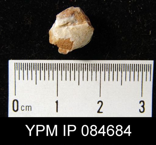 Pholidostrophia niagarensis