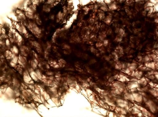 Iophon sp.