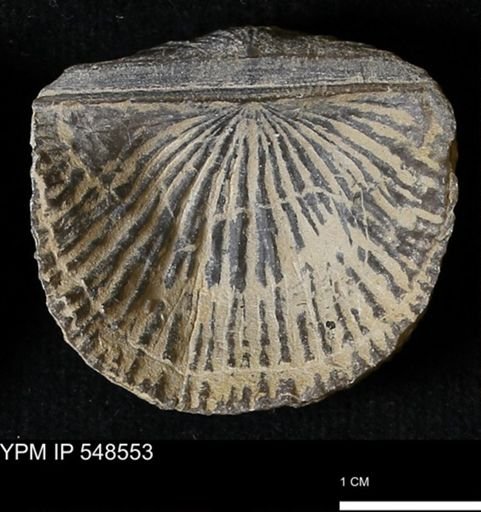 Stropheodonta inflexa?