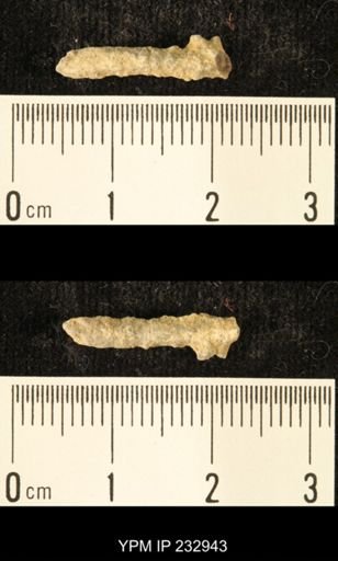 Archaeocidaris sp.