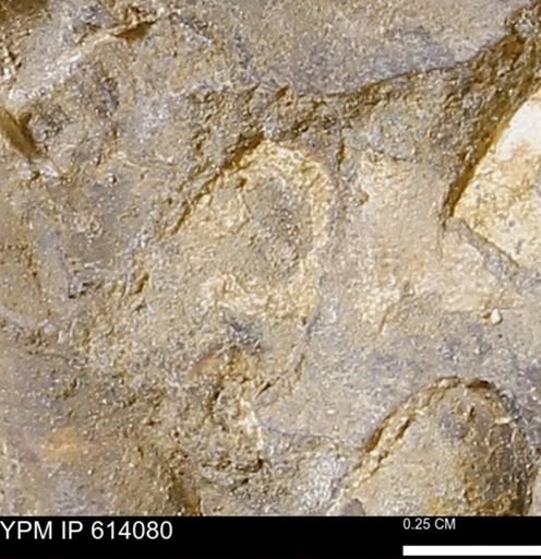 undet. Mollusca