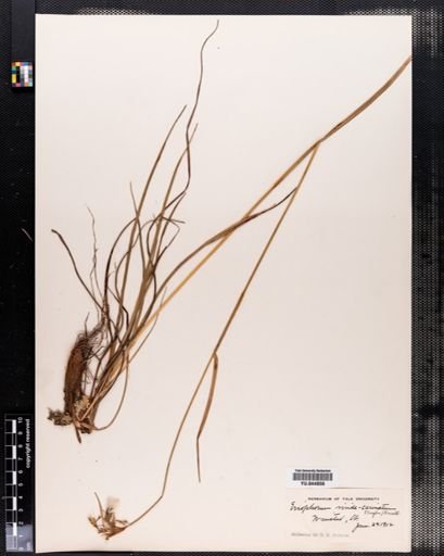 Eriophorum viridicarinatum